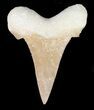 Auriculatus Shark Tooth - Dakhla, Morocco (Restored) #47850-1